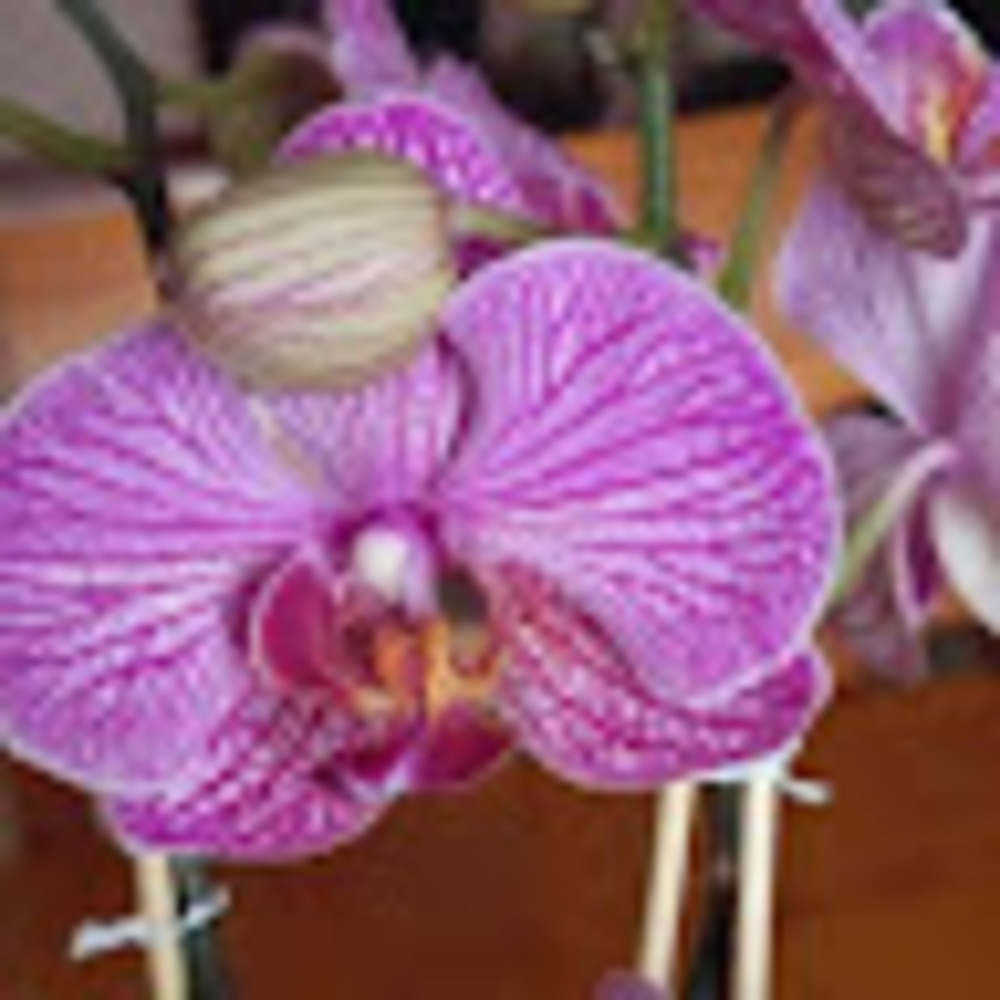 Meet your Posher, Daniela